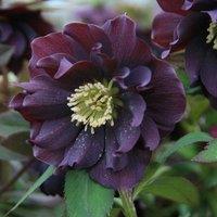 Plant Theory Harvington Double Purple Lenten Rose Hellebore Perennial Flowering Plants 2L Pot in Green