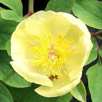 Plant Theory Mlokosewitschii Peony Perennials Flowering Plants Paeonia Daurica Subsp. 2L Pot in Green