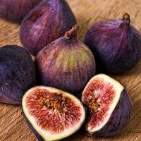 Plant Theory Fig Dauphine Fruit Bush Ficus carica Fruiting Shrub Plant 2L Pot 30cm - 40cm in Green