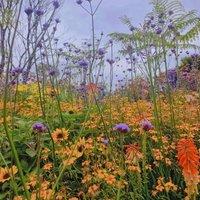 Direct Plants The Prairie Style Border Selection in Large 3 Litre Pots Pack of 6
