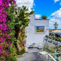 Direct Plants The Mediterranean Style Border Selection in Large 3L Pots Pack of 12