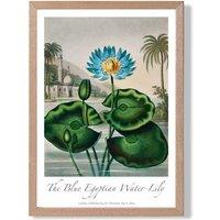ARTZE Vintage Floral Exhibition - Egyptian Water Lily Framed Print SIZE: A4 with Oak Frame in Green | Size: A3