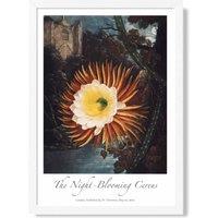 ARTZE Vintage Floral Exhibition - Night-Blooming Flower Framed Print SIZE: A3 with White Frame in Orange