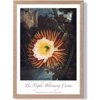 ARTZE Vintage Floral Exhibition - Night-Blooming Flower Framed Print SIZE: A4 with Oak Frame in Orange | Size: A3