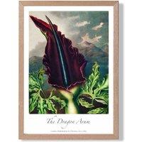 ARTZE Vintage Floral Exhibition - Dragon Arum Flower Framed Print SIZE: A2 with Oak Frame in Purple | Size: A3