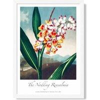 ARTZE Vintage Floral Exhibition - Renealmia Flower Framed Print SIZE: A3 with White Frame in Red