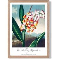 ARTZE Vintage Floral Exhibition - Renealmia Flower Framed Print SIZE: A3 with Oak Frame in Red