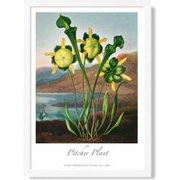 ARTZE Vintage Floral Exhibition - Pitcher Plant Framed Print SIZE: A3 with White Frame in Yellow