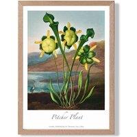 ARTZE Vintage Floral Exhibition - Pitcher Plant Framed Print SIZE: A2 with Oak Frame in Yellow | Size: A3
