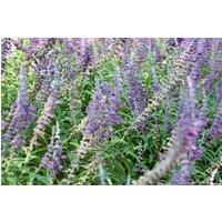 Direct Plants The Mixed Salvia Selection in Large 2/3 Litre Pots Pack of 18