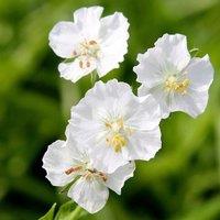 Plant Theory Album Cranesbill Perennials Flowering Plants Geranium Phaeum 2L Pot in Green