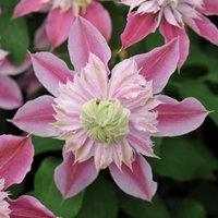 Plant Theory Clematis Josephine Pink Flowering Vine Climbing Plant 60cm Cane 3L Pot