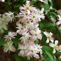 Plant Theory Clematis Marjorie White Flowering Vine Climbing Plant 60cm Cane 3L Pot