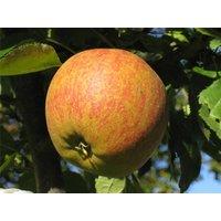 Direct Plants Cox's Orange Pippin Apple Dwarf Patio Fruit Tree 3-4ft Supplied in a 5 Litre Pot in Green