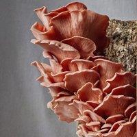 Plant Theory Grow Your Own Mushroom Kit Pink Oyster Mushrooms Large No Frills Ready To Grow