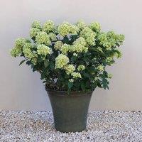 Primrose Glazed Green Ceramic Look Tapered Outdoor Garden Planter | Size: Small