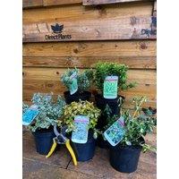 Direct Plants 5x Large Mixed Euonymus Evergreen Shrubs Garden Plants 2l (5 Colours) in Green