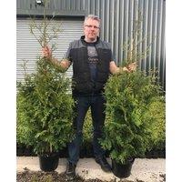 Direct Plants Thuja Plicata Gelderland Western Red Cedar Conifer Tree 5ft, 10L Pot