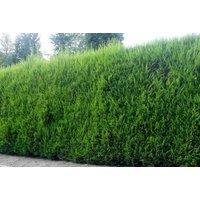 Direct Plants 10x Green Leylandii Cupressocyparis Hedging Trees 6ft in 10L Pots
