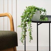 Scottish Everlastings Ltd Artificial Trailing Eucalyptus in Green