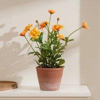 Scottish Everlastings Ltd 34cm Pyrethrum Daisy Orange in Terracotta Pot