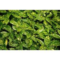 Direct Plants Aucuba Japonica Variegata Variegated Japanese Laurel Shrub Plant Large in a 3 Litre Pot in Green