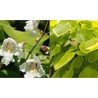 Direct Plants Catalpa Aurea Golden Indian Bean Tree Plant Large 50-60cm Supplied in a 5 Litre Pot in Green