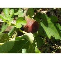 Direct Plants 3ft Tall Patio Ficus Little Mis Figgy Fig Tree Fruit Plant in a 3L Pot