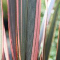 Plant Theory Sundowner New Zealand Flax Outdoor Shrub Plant Phormium 2L Pot in Green