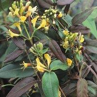 Plant Theory Lonicera henryi Copper Beauty Yellow Flowering Climbing Plant 60cm Cane 3L Pot