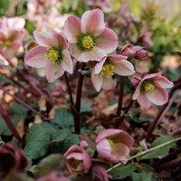 Plant Theory Pirouette Hellebore Perennials Flowering Plants Helleborus Ericsmithii 2L Pot in Green