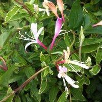 Plant Theory Lonicera japonica Dart's World White Flowering Climbing Plant 60cm Cane 3L Pot