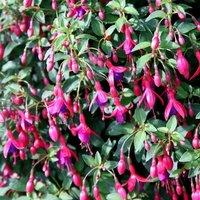 Primrose Fuchsia Tom Thumb Flowering Bedding Plants 9cm Pot in Magenta