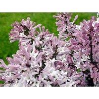 Direct Plants Syringa Miss Kim Dwarf Lilac Bush 40-60cm Large Supplied in a 3 Litre Pot in Green
