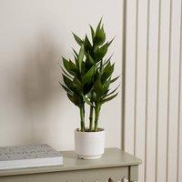 Scottish Everlastings Ltd 60cm Lucky Bamboo in White Plastic Pot in Green