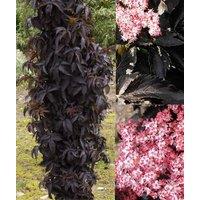 Direct Plants Sambucus Black Tower Shrub Large 40-50cm Supplied in a 2/3 Litre Pot in Green