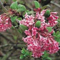 Direct Plants Viburnum Dawn Fragrant Winter Flowering Pink Shrub Large in a 3 Litre Pot in Green