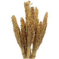 KDMD Vibrant Cantal Grass Bunch - Natural Dried & Coloured Floral Decor