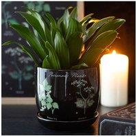 KDMD Poisonous Plants Ceramic Pot - Dark Elegant Indoor Decor in Black