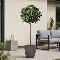 Garden Greatness Lifelike Potted Bay Ball Foliage Tree