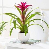 Primrose Bromeliad Voila Guzmania House 45cm Tall Plant 12cm Pot in Green