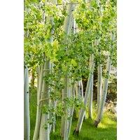 Direct Plants 3x 5-6ft Betula Jacquemontii White Stem Himalayan Birch Trees in Pots