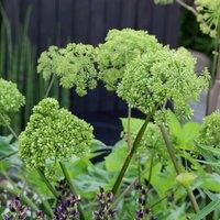 Primrose Angelica Herb Plant Archangelica Angelica 9cm Pot in Green | Size: 1 Pack