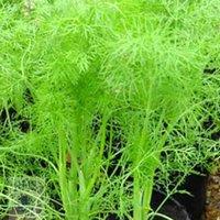 Primrose Foeniculum Vulgare Fennel Or Foeniculum Vulgare 9cm Pot Herb Plant in Green | Size: 1 Pack