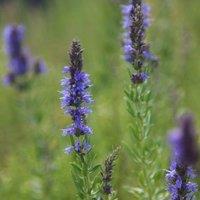 Primrose Hyssopus Officinalis Hyssop Or Hyssopus Officinalis 9cm Pot Herb Plant in Blue | Size: 1 Pack