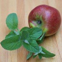 Primrose Mentha Suaveolens Apple Mint Or Mentha Suaveolens 9cm Pot Herb Plant in Green | Size: 1 Pack
