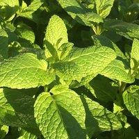 Primrose Mentha Spicata Spearmint, Garden or Common Mint 9cm Pot Herb Plant in Green | Size: 1 Pack