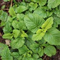 Primrose Lemon Balm or Melissa Officinalis 9cm Pot Herb Plant in Green | Size: 1 Pack