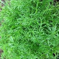 Primrose Chamomile Common Herb Plant Chamaemelum Nobile 9cm Pot in Green | Size: 1 Pack