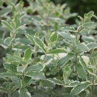 Primrose Pineapple Mint Herb Plant Mentha Suaveolens Variegata 9cm Pot in Green | Size: 1 Pack